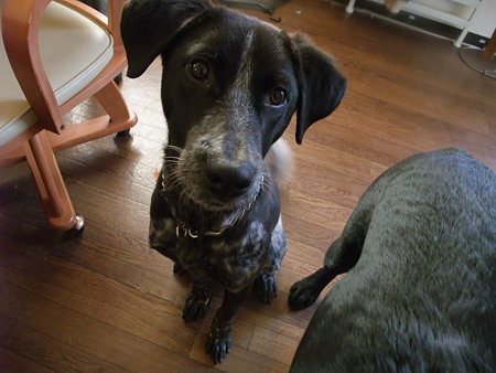 まだまだ子犬