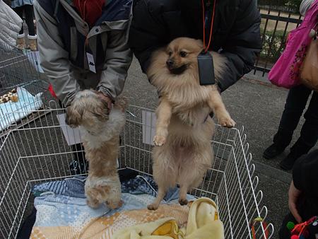 譲渡会