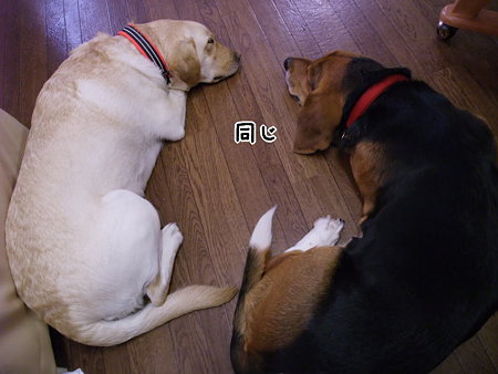 おんなじ