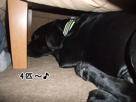 こんな所におった♪