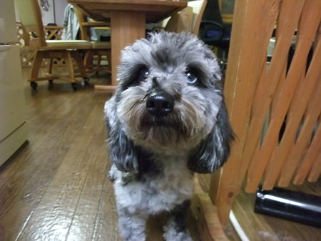 これでも十分かわいいが…