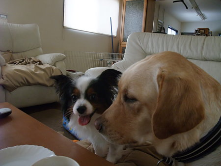 パパの腹の上で