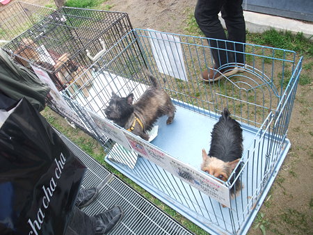 あいこのおうちの保護犬達