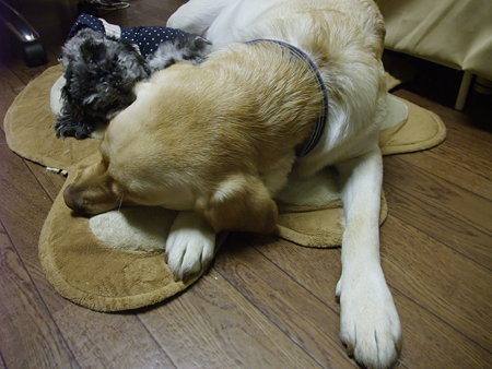 スヤスヤ・・・