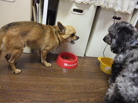 いっちょ前に威嚇してます~^^