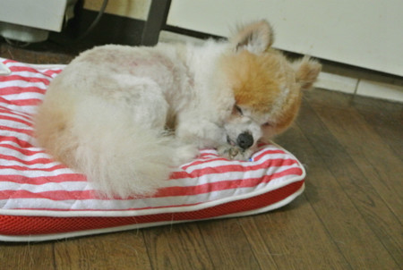 ベッドで眠れるようになったよ