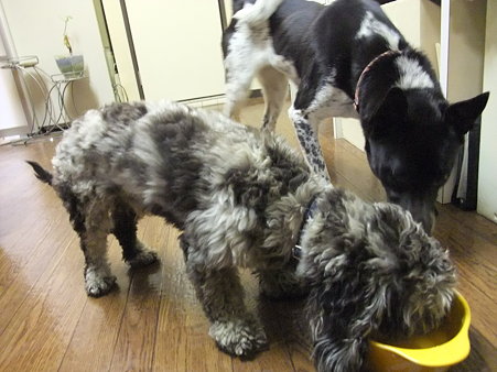 ひなが狙ってる