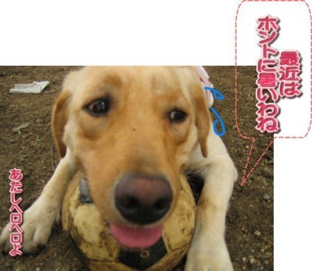 紫音ヘロヘロ