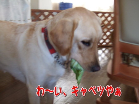 キャベツ