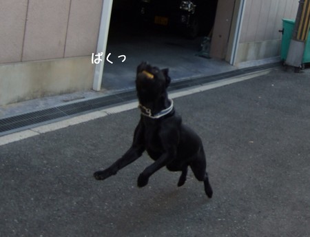 キャッチ