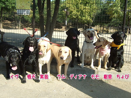 ラブ軍団