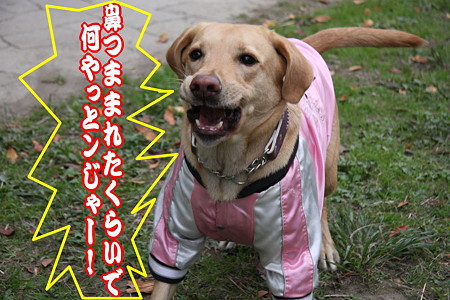 叫び!