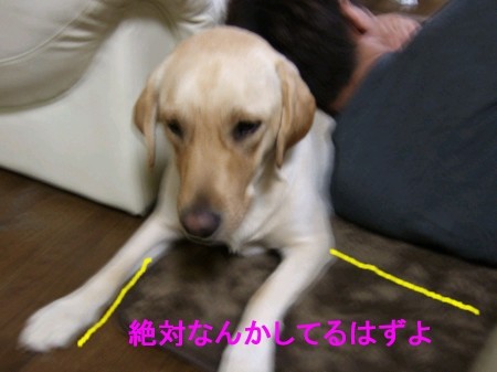 あやしい・・・