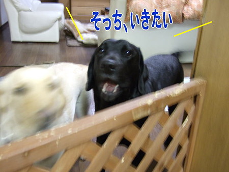 いきたい