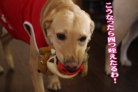 4つ咥え!