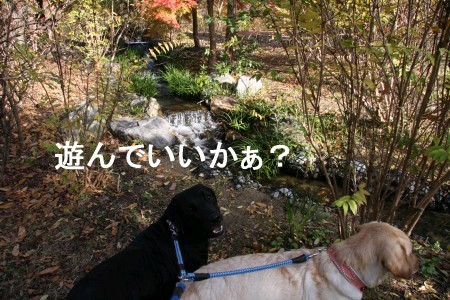 遊んでいい?