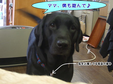 僕も