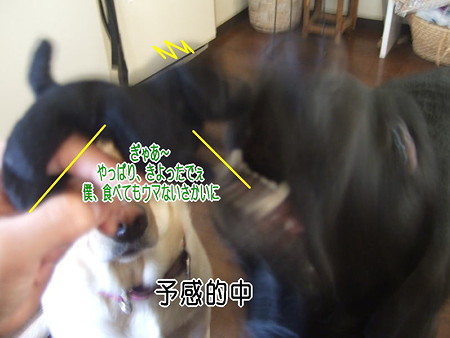 ダッコラブ3
