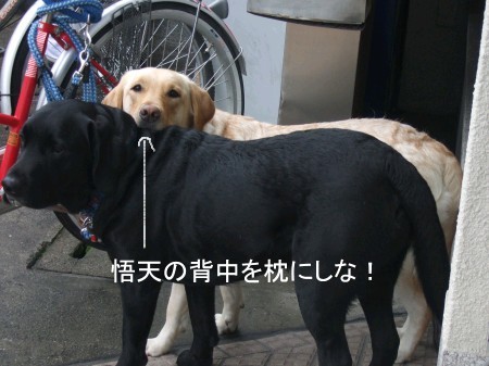 なんでも枕にする奴