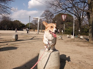 2009_0304いちごのベット0021