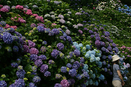 鎌倉の紫陽花0614te