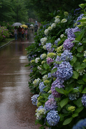 雨の紫陽花まつり0622a