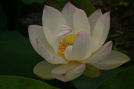 蓮の花本覚寺0705ts