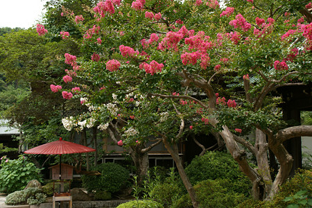 サルスベリ海蔵寺0810ta