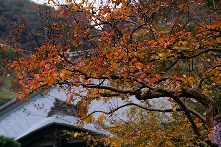紅葉の海蔵寺1109b