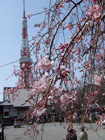 タワーと枝垂れ桜0319b