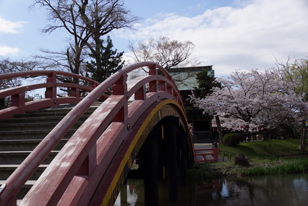 反橋と桜の境内、称名寺14!