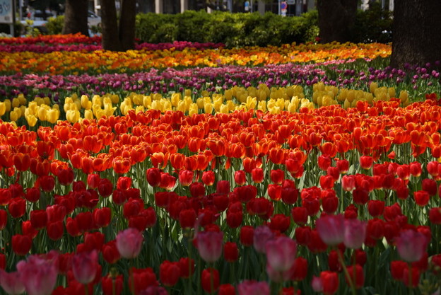 チューリップ公園2014e