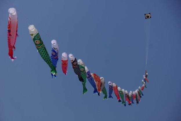 凧と鯉のぼり、由比ヶ浜!14