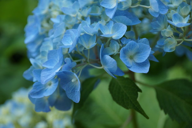 紫陽花140531