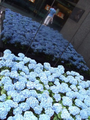 銀座の紫陽花0621ta