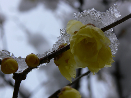 雪と蝋梅2006a