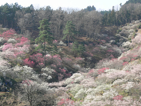 梅の公園2、吉野梅郷2008!