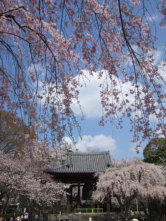 枝垂れ桜増上寺0327tb