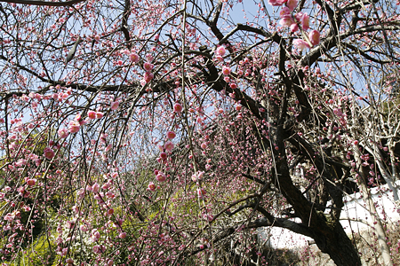 妙見寺 - 03