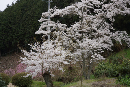 高蔵寺 - 13