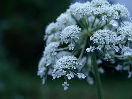 にんじんの花