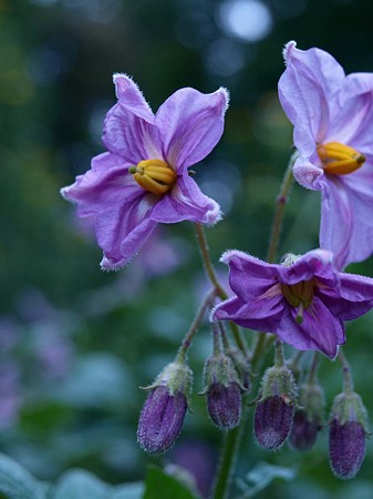 じゃがいもの花