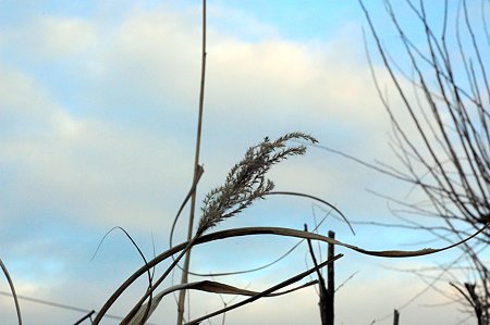 DSC_0294-1