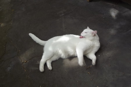 白猫サム0529