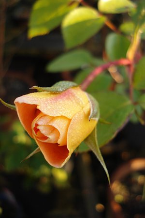 DSC00885