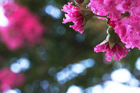 サルスベリの花