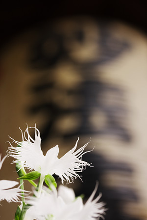 妙法寺の鷺草