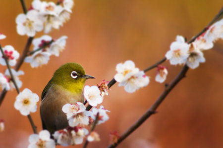 すまし顔