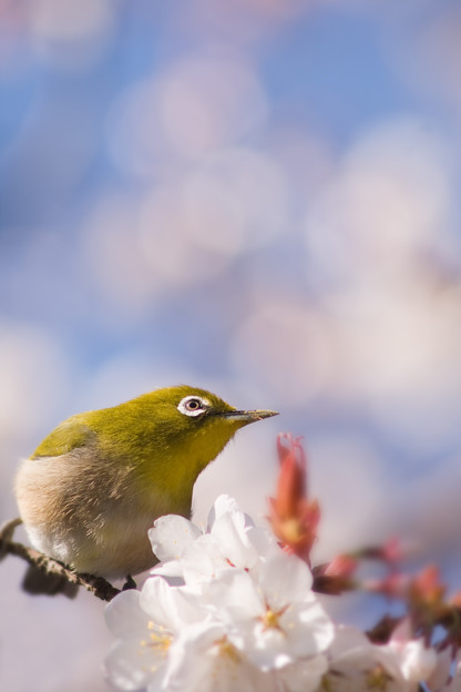 花咲く季節