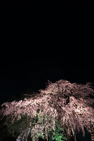 夜桜